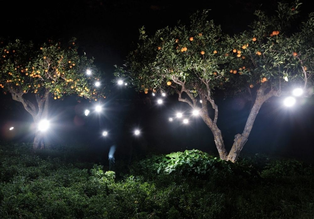 Призрачный свет (Оранжевый сад Андрач), 2021, фотография