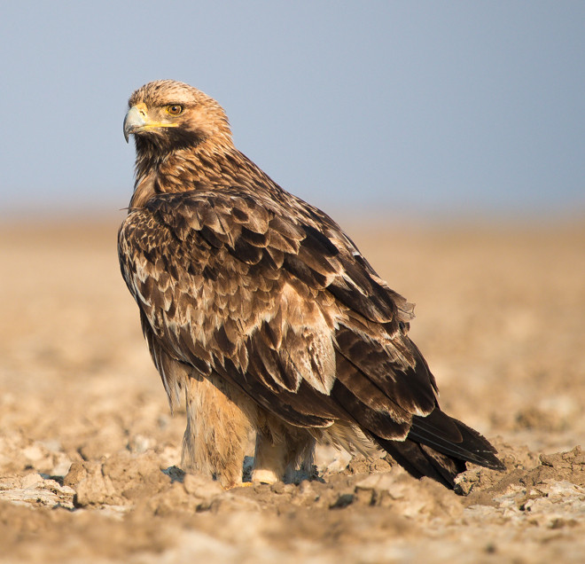 Царски орел  Снимка: WWF