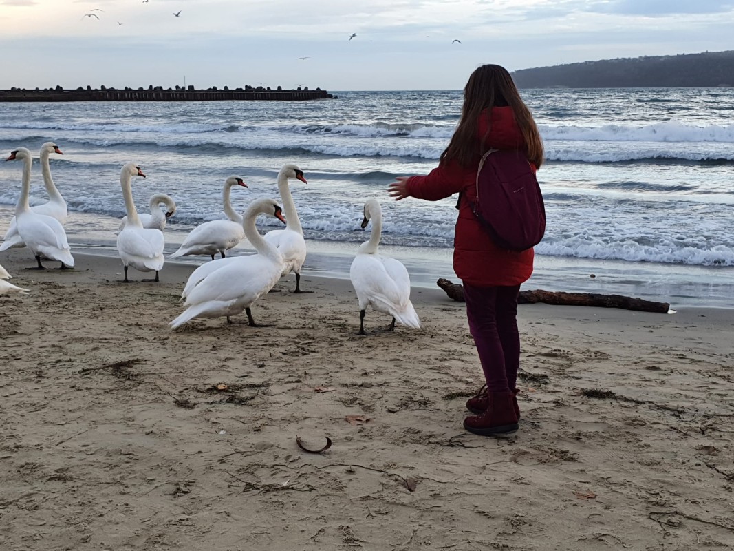 Лебедите във Варненския залив