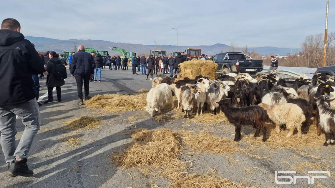 Фермери изведоха стадо кози в района на АМ Струма  Снимка: Кети Тренчева