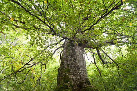 350-годишно буково дърво, Средна гора