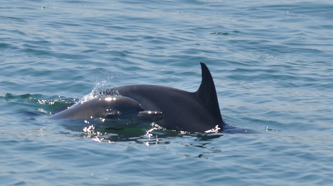 Le dauphin commun à bec court (Delphinus delphis ponticus)