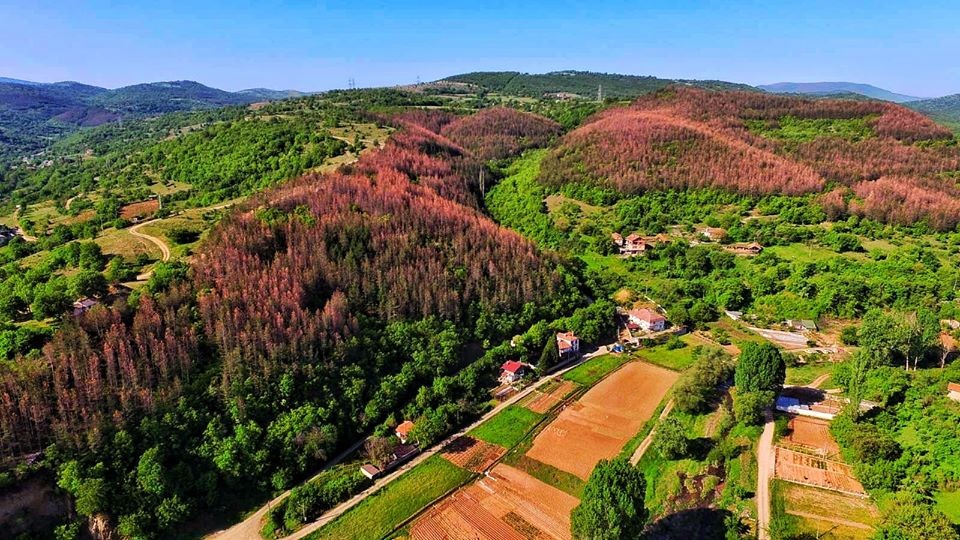 Около 18 хиляди декара гора в района на Благоевград, Симитли и Рилски манастир са засегнати от нападението на вредителя