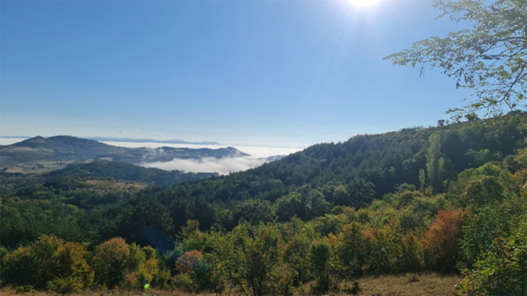 Сертифицирани гори в Югоизточна България. Снимка: