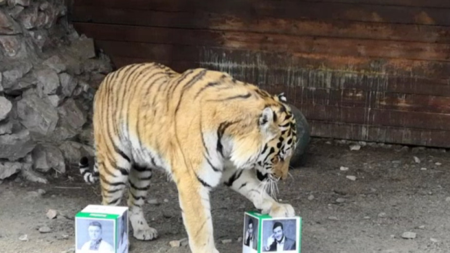 Тигърът Бартек избра кутията с образа на Володомир Зеленски