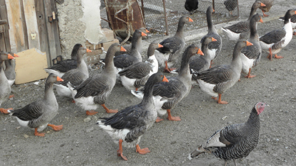 В сливенското село Глушник където беше открито огнище на птичи