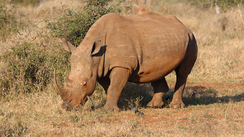 Столичният зоопарк отбелязва Международния ден на носорога с информационна кампания,