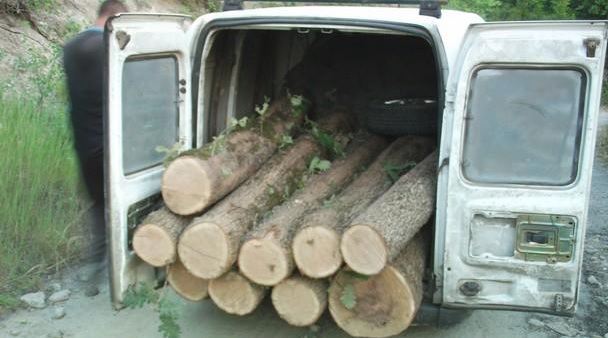 Икономическата полиция в Пазарджик откри контрабандна дървесина в незаконен цех,