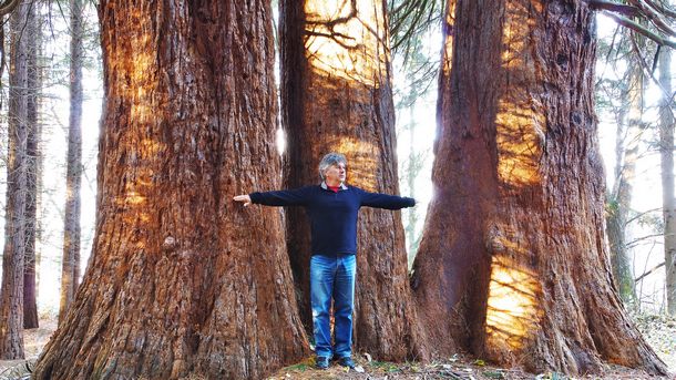 Три вековни калифорнийски секвои които се намират в местността Ючбунар
