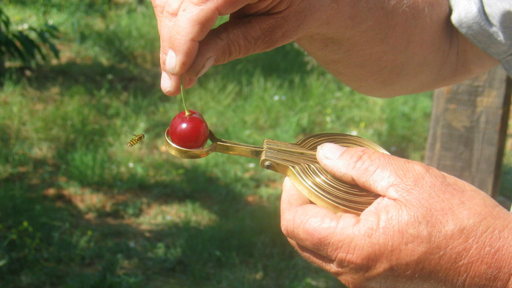 Заради дъждовете поне 1/3 от черешовата реколта в Кюстендилско остава