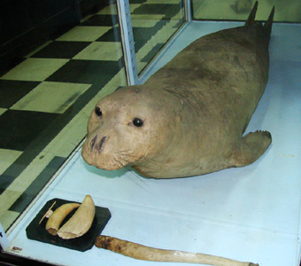 Препарированныюй тюлень-монах