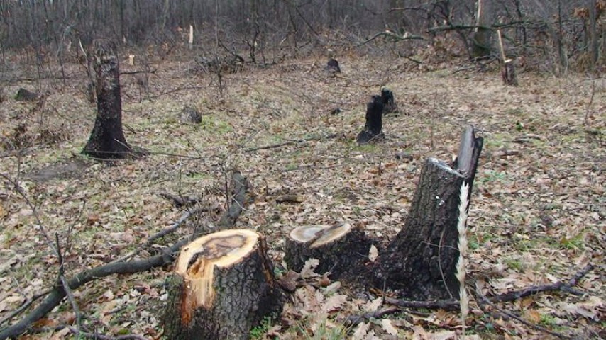 Незаконният дърводобив в България според различни оценки е между 10