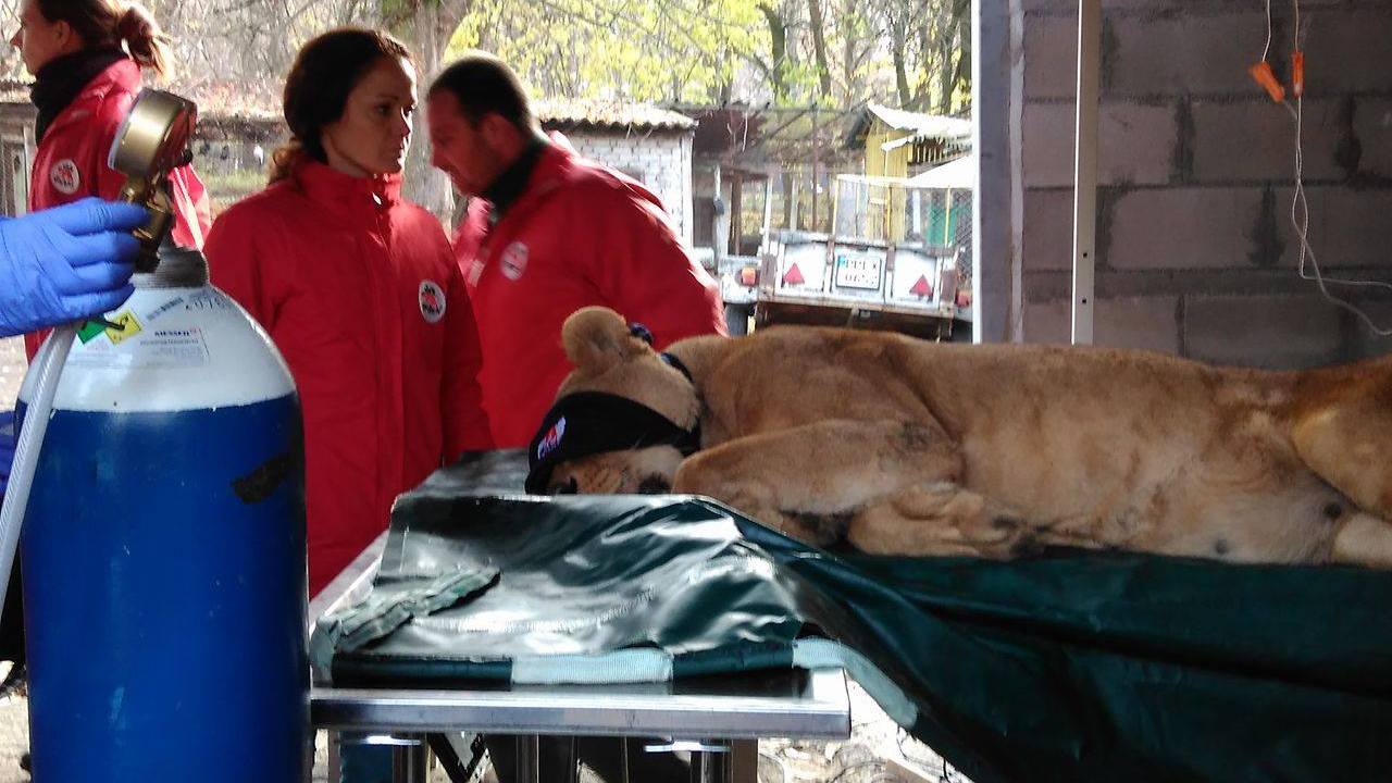Голяма част от зоопарковете в България не отговарят на нормативните