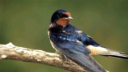 The barn swallow Photo: springalive.net