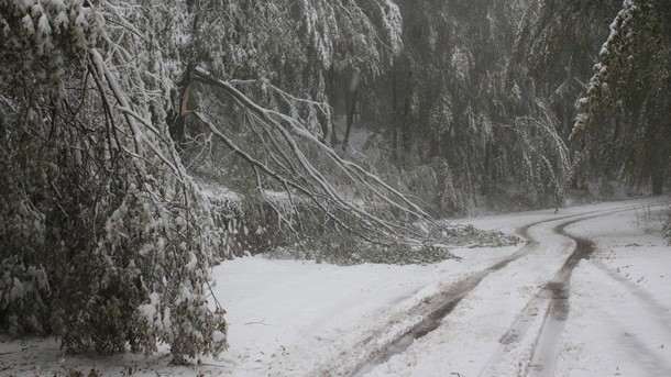 Десетки дървета са нападали по пътното платно на пътя за връх Бузлуджа.Участъкът е проходим при зимни условия.