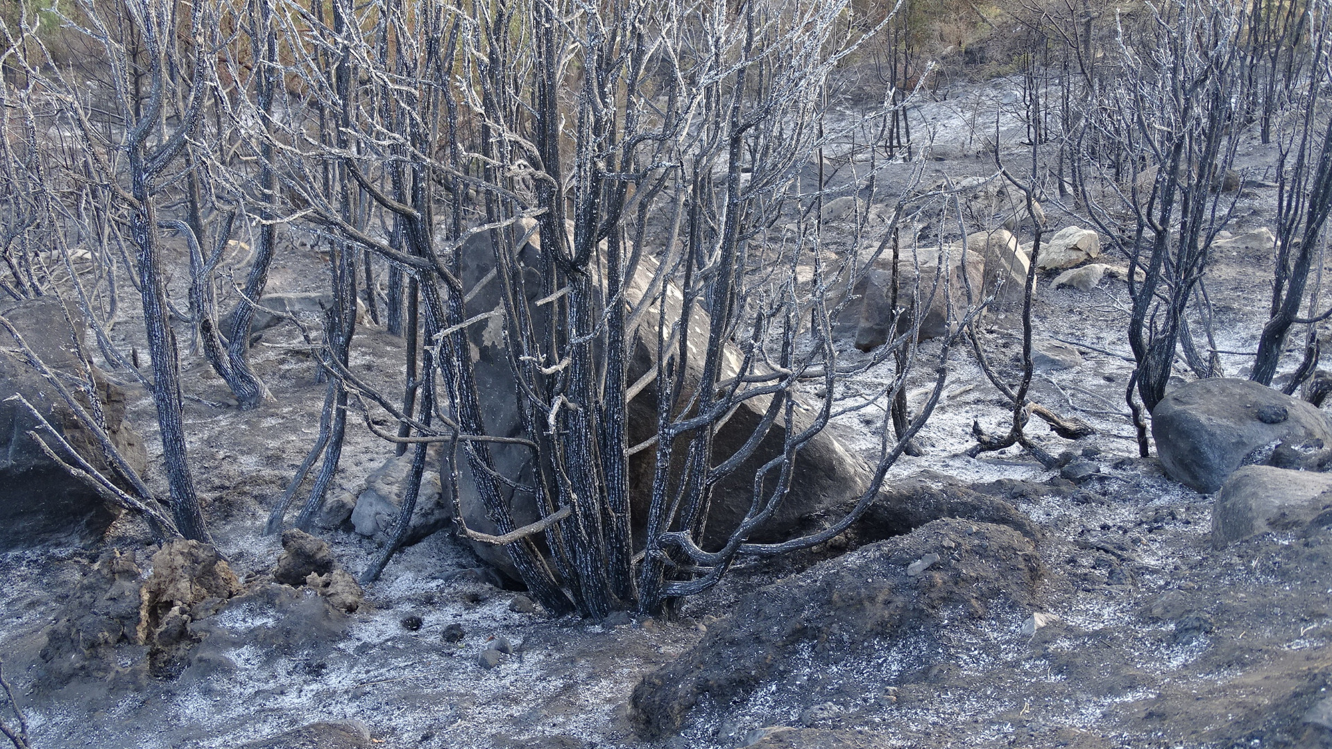 Над 120 000 кубически метра дървесина унищожи големият пожар в Пирин