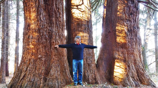 Трите 130-годишни секвои, които бяха българският кандидат за Европейско дърво