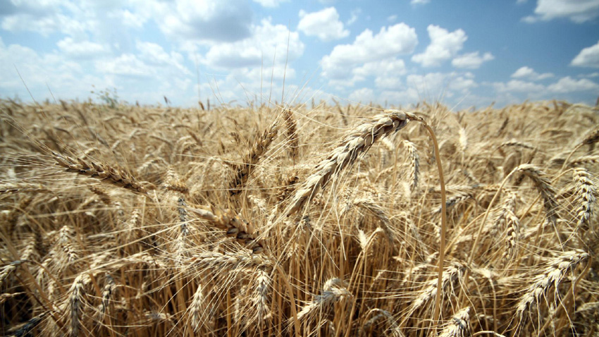 Реколтата на жито в Швеция се очаква да е с