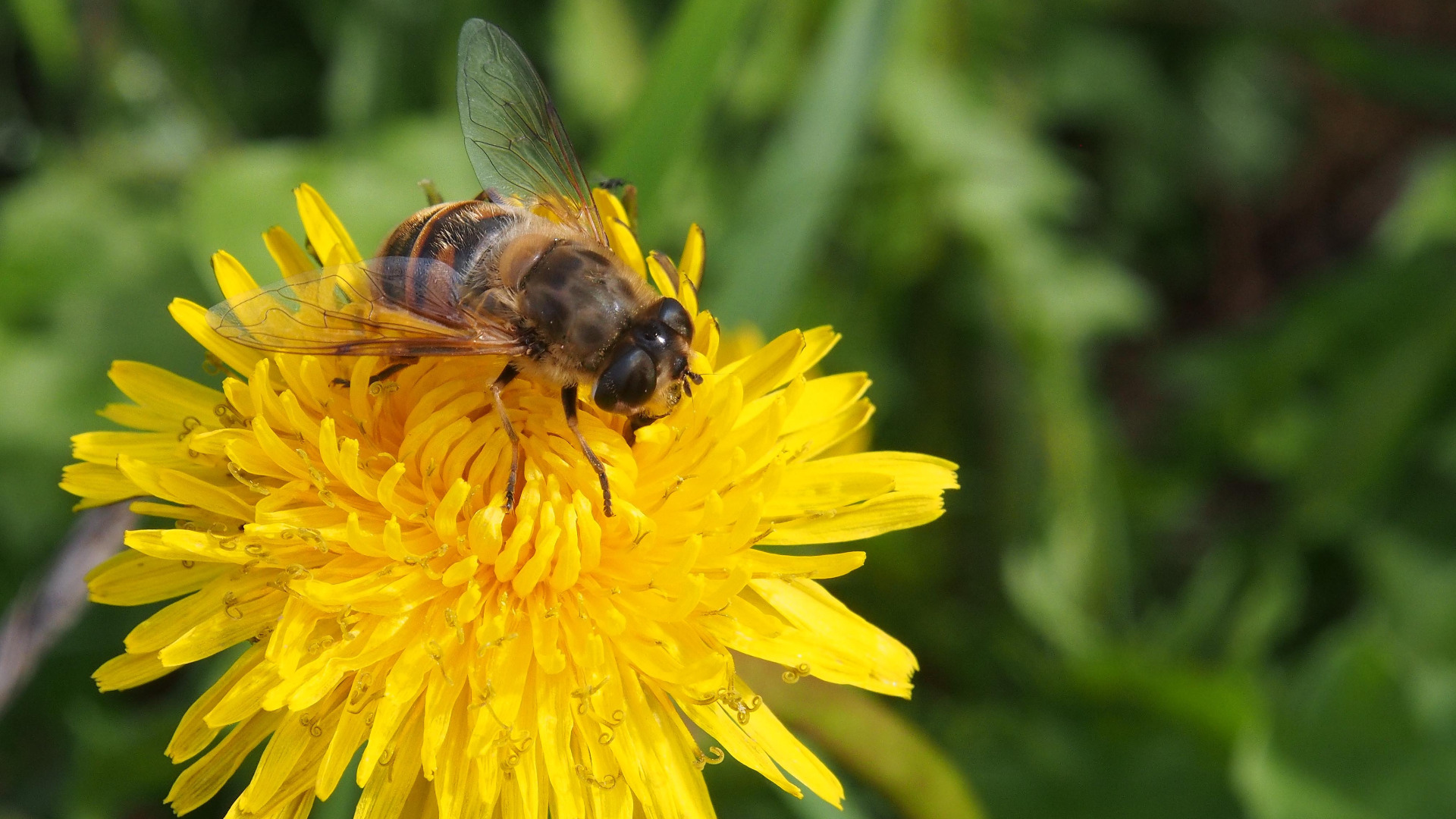 Финландски учени създадоха първата ваксина срещу заболяване при пчелите с