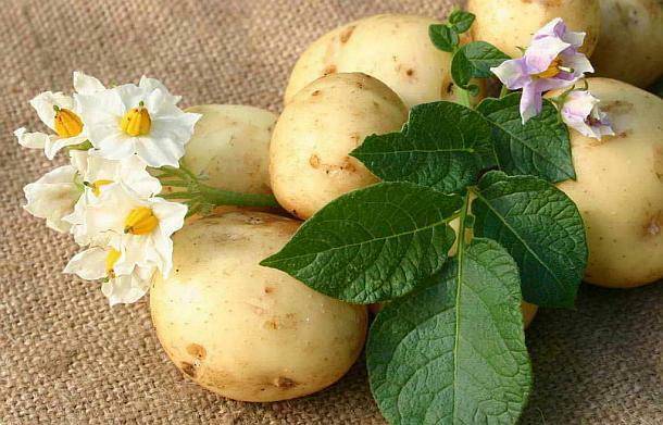 Вкусни творения конкурси и състезания свързани с картофи предстоят на