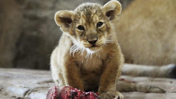 Лъвчетата от разградския зоопарк Масуд и Тереза засега остават в