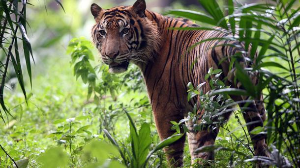Тигрицата Юнона от зоологическата градина Life Shot е предсказала победа