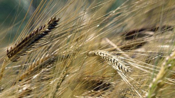 Между 15 и 30% по-ниски ще са добивите на пшеницата