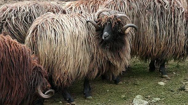 Karakaçan koyunu