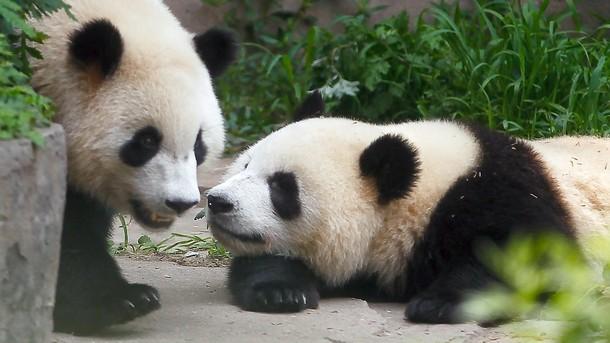 Финландия получи от Китай две гигантски панди като подарък за