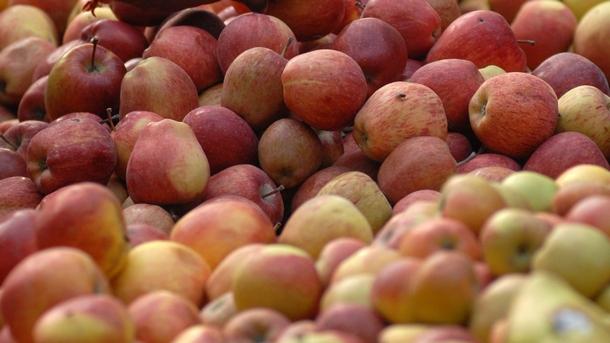 Под 500 килограма от декар са тазгодишните добиви от ябълки