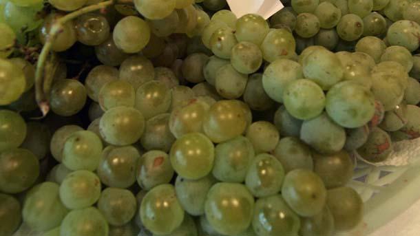 Кюстендилци купуват евтино винено грозде от пазарите в Македония заради