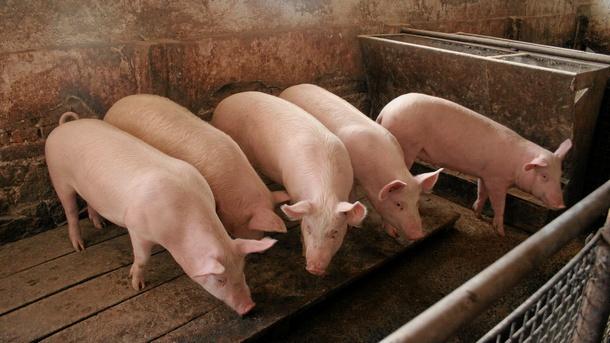 До 30 октомври ще продължат ограниченията за търговия със свинско