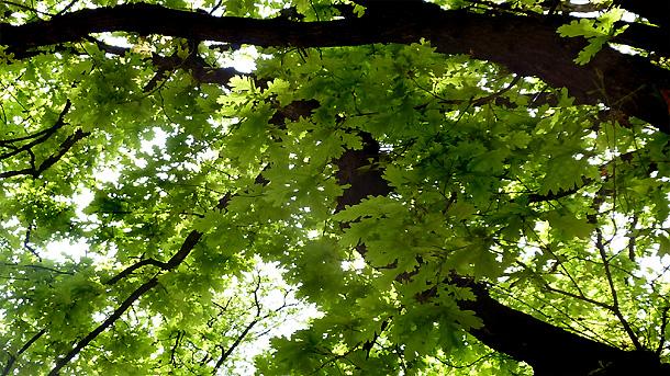 500 ученици посадиха 500 дръвчета край хасковското село Горно Брястово