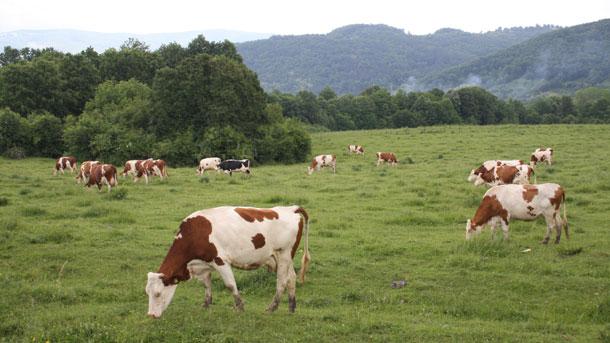 Фонд Земеделие“ преведе над 21 млн. лева на животновъди по