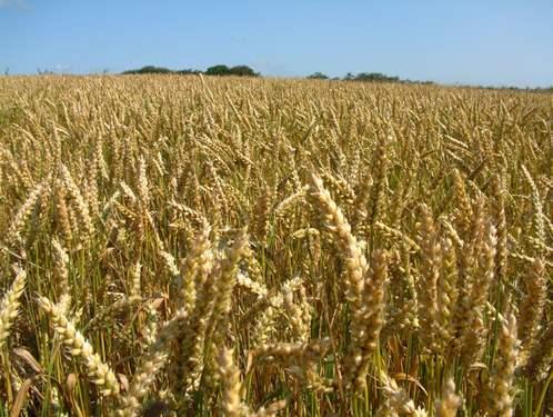 Близо три хиляди декара с пшеница са пострадали от обилните