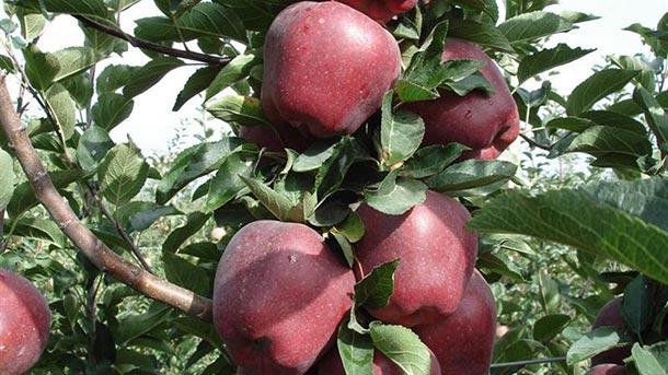 Добиви от над 5 тона ябълки от декар очакват земеделски