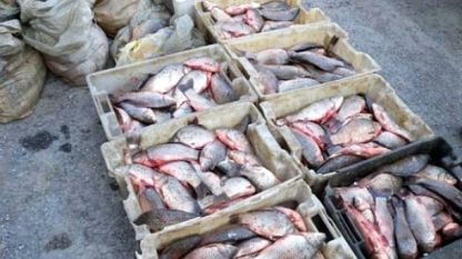 Конфискувани са 286 кг. риба без документ за произход