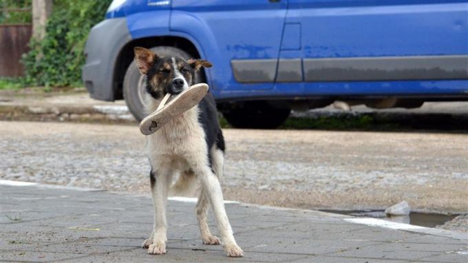 Осиновено куче от ОП Екоравновесие“ е било оставено пред жилищен