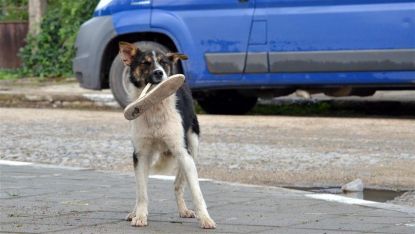 Осиновено куче от ОП Екоравновесие е било оставено пред жилищен