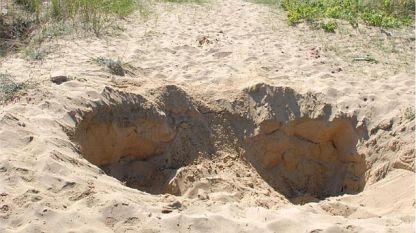 Тонове пясък са изгребани от дюните край Несебър