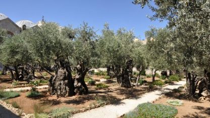 Маслиновите дървета в Гетсиманската градина в Йерусалим