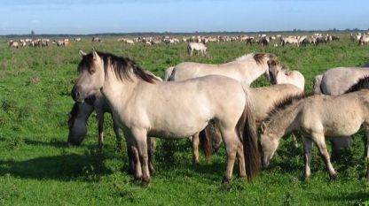 В Източните Родопи отново ще препускат диви коне