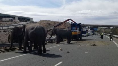 Слонове стоят на шосето, след като камион на циркова трупа катастрофира в Испания.