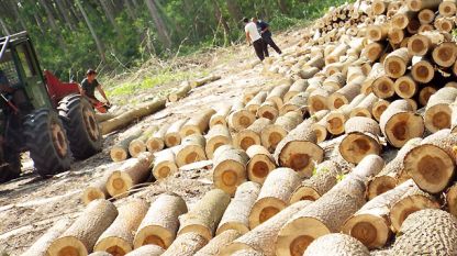 Над 1 милион кубически метра дърва за огрев са осигурени