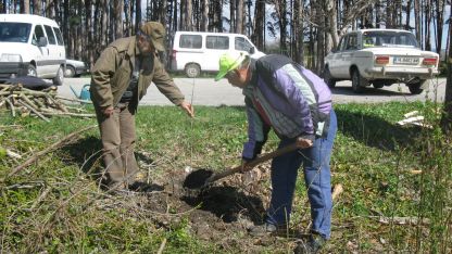 В района на археологическата база край Велики Преслав бяха засадени 20 яворови фиданки, където преди месец отсякоха опасни стари тополи