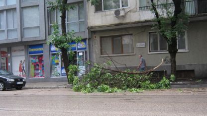 Бурята вчера повали дървета и клони във Видинско