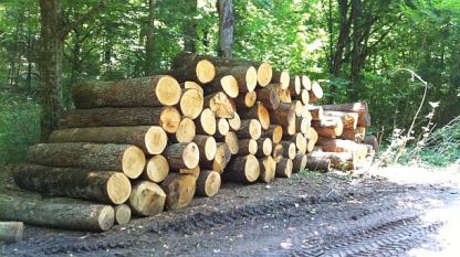 Жители на с. Турия искат евтини дърва за огрев