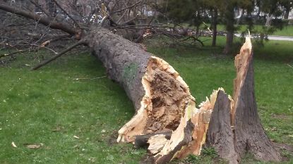 20 сигнала за паднали дървета след силния вятър в Шумен