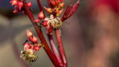 Целта на почти пълната забрана за употреба на три вида неоникотиноиди е защита на пчелите.