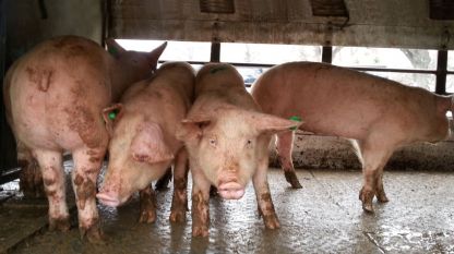 Европейската комисия облекчи ограниченията върху производството и търговията на свине